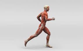 course à pied muscle